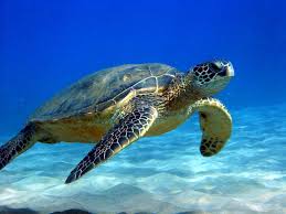 The Future of Sea Turtles