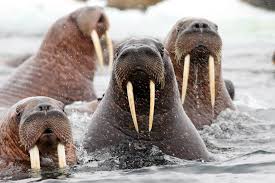 Pacific Walruses, Endangered or Not?