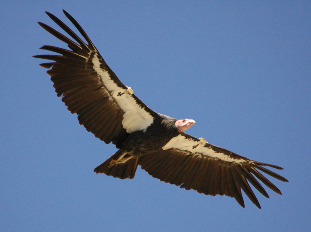 Group Works Toward Protection of Condors
